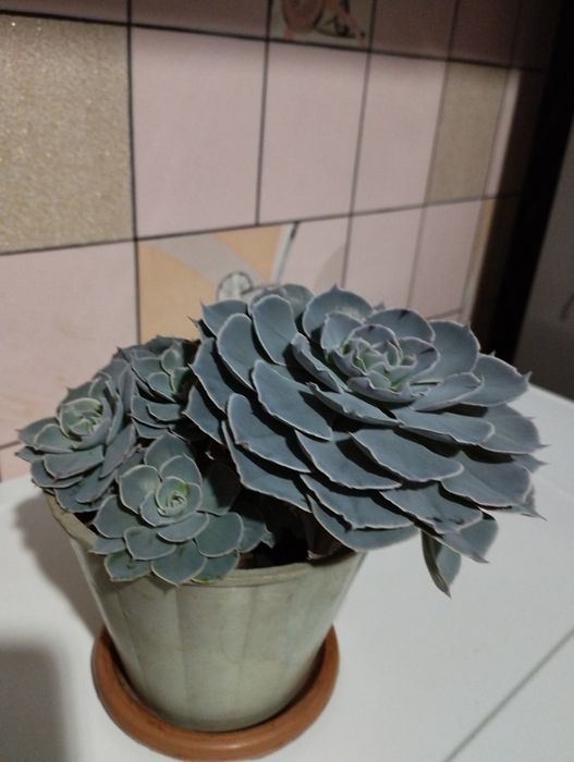 Каменная роза с детками