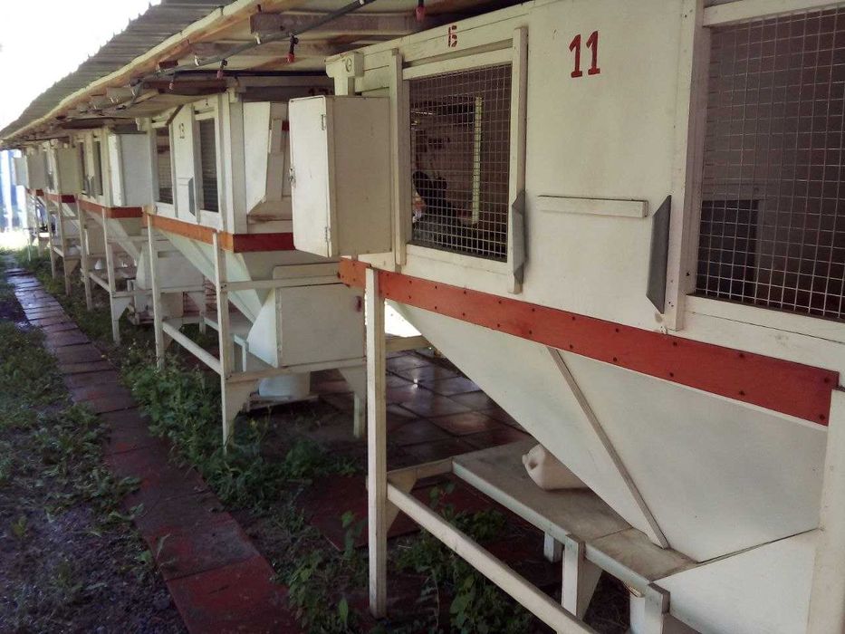 Продам кроликов порода Серебристый