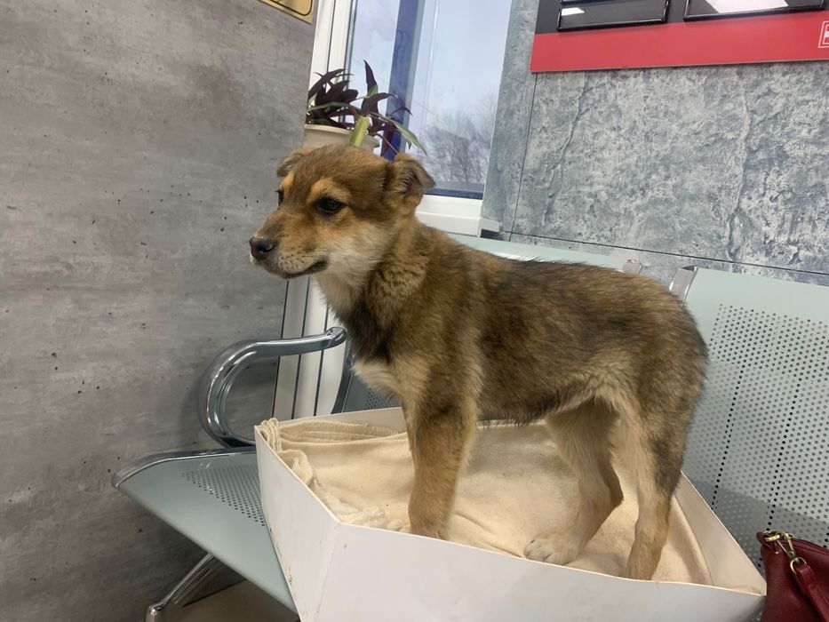 Щенок в добрые руки