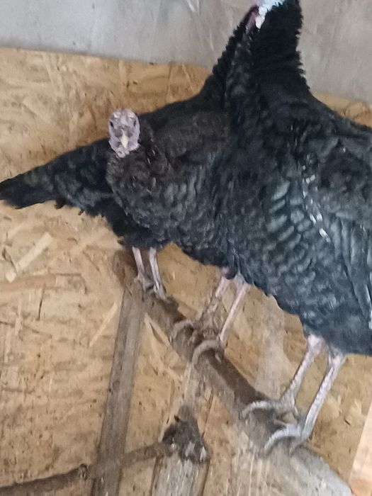 Ундіктер сатылады