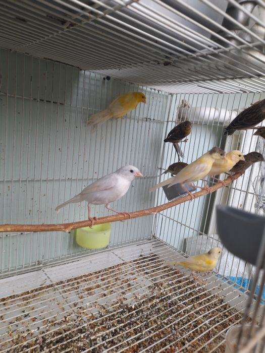 Канарейкалар сотилади.