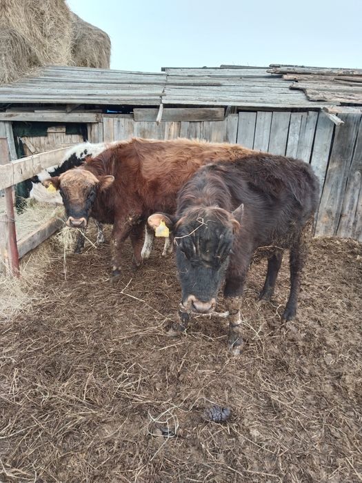 Продам годовалых бычков