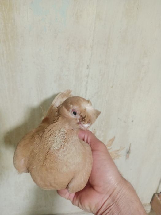 Продам самца жёлтого