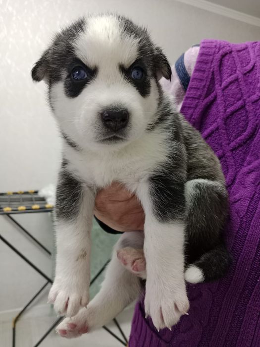 Продаются щенки Хаски