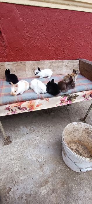 Iepurași Mini Toy de companie