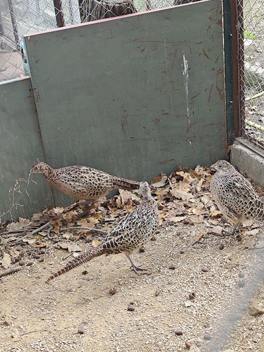 Токачки,Фазани,Петли,,японски кокошки,мускусни неми патици