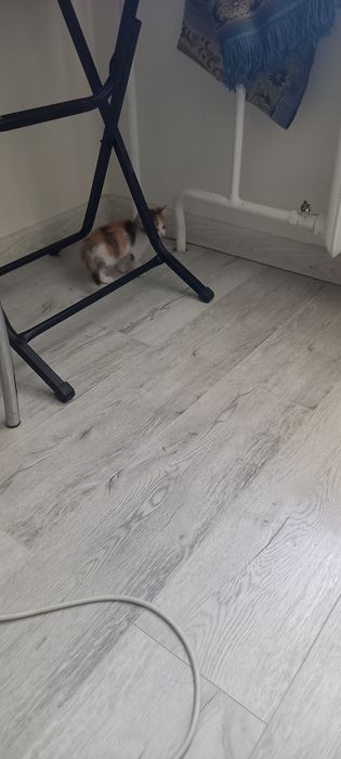 Котята домашние отдам