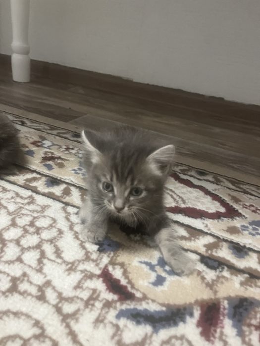 Отдам Кошку, котёнка . девочка