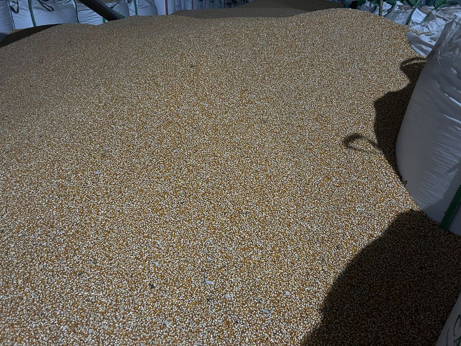 Porumb sticols pioneer 9590