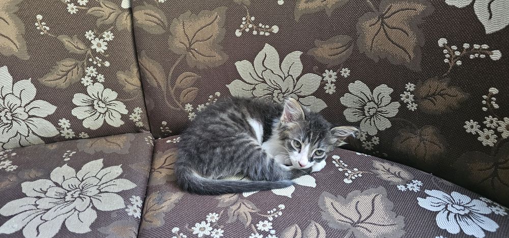 Подарявам котенце