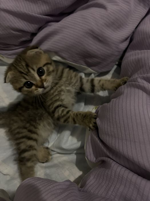 Продам котенка 2 месяца