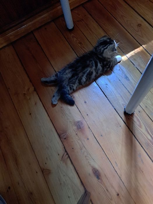 Скотиш фолд  девочка.