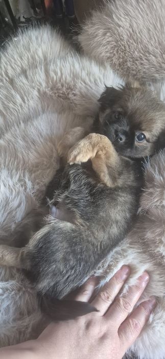 Chihuahua baietel cu acte