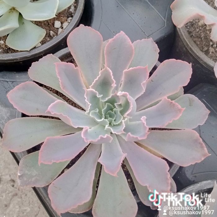 Суккуленты и композиции,выращенные в Алматы