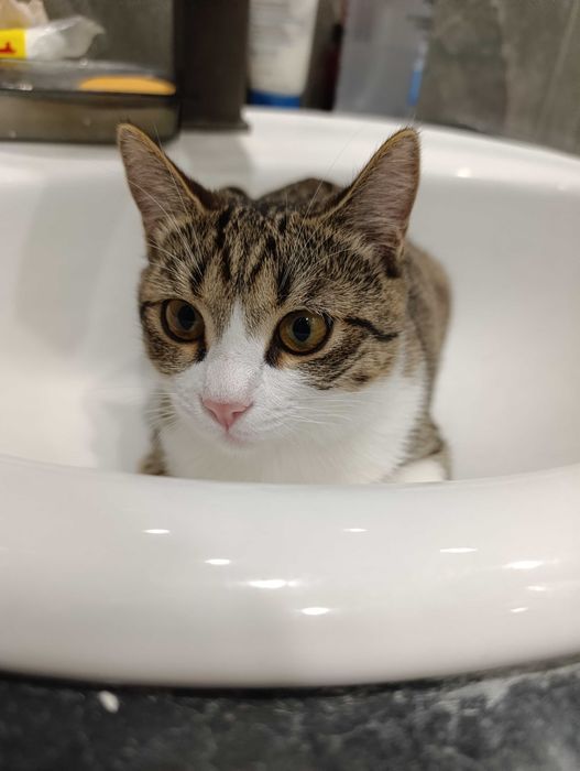 Отдам бесплатно котенка