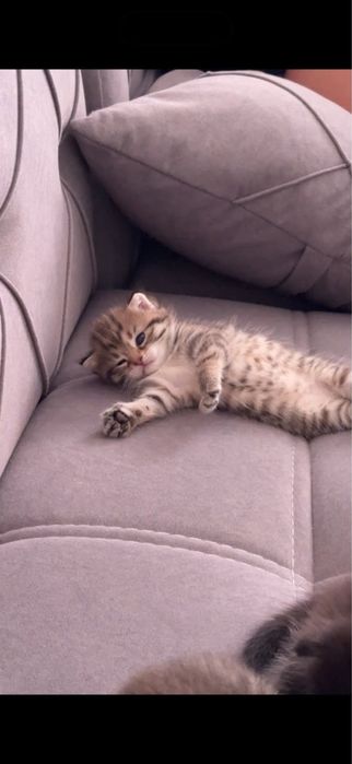 Котяты, мысык 4