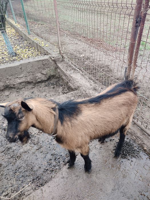 Vând țap rasa alpina franceza