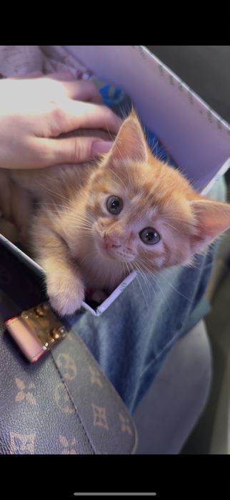 Отдам котенка бесплатно