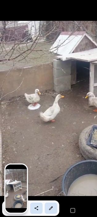 Утка , индаутка .