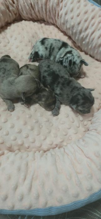 Щенков породы Чихуахуа