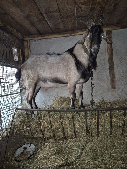 Metis nubian cu alpina,2 ani,pentru  reproducere