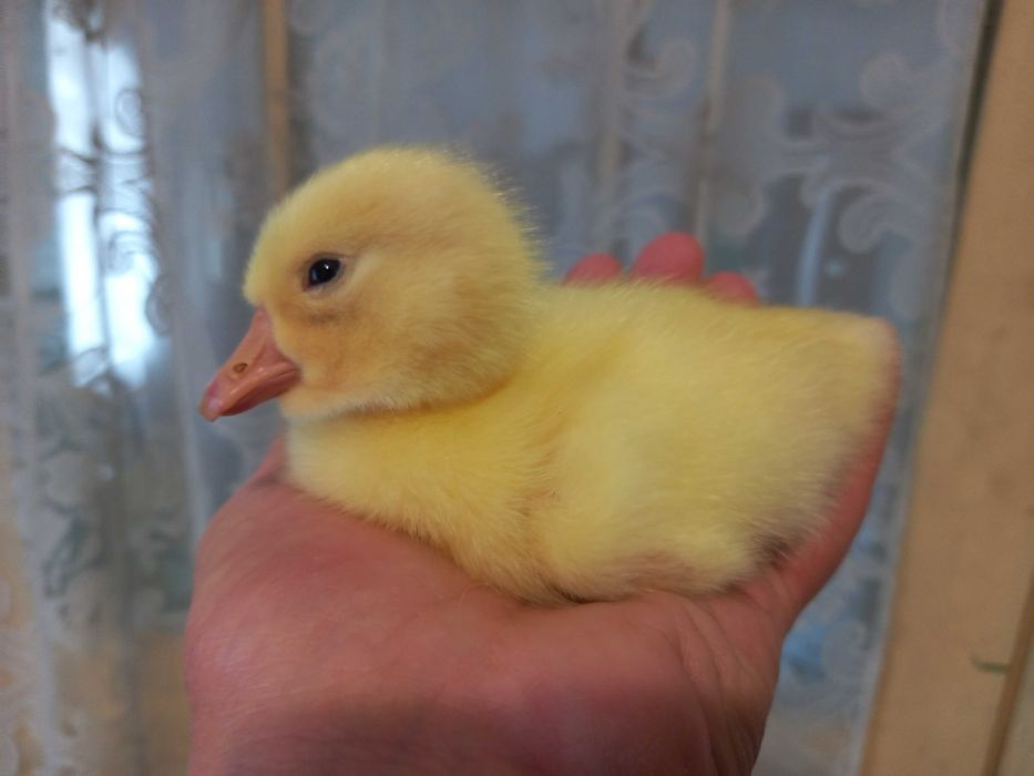 Vand oua gasca pentru incubat sau consum