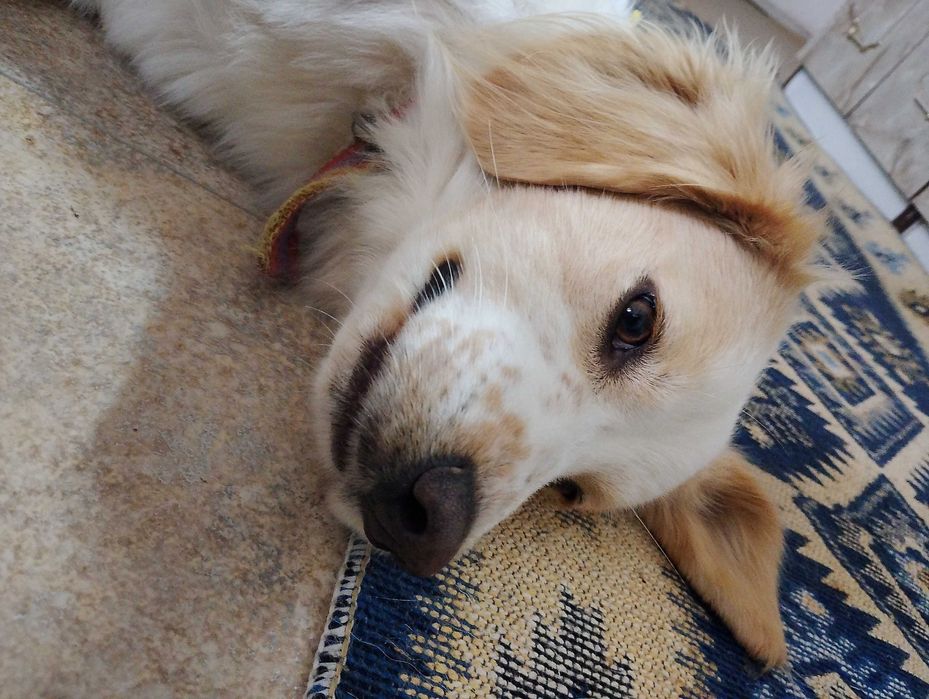 Подарявам добро куче