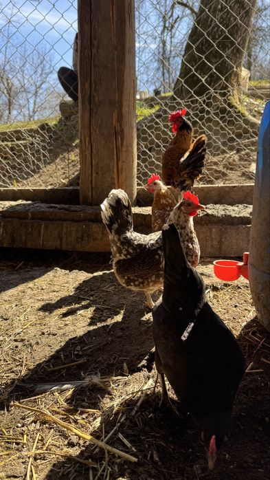 Oua de incubat Gaini pitice / liliput