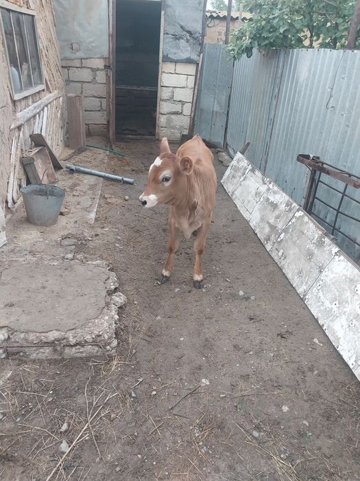 Продается Корова с теленком