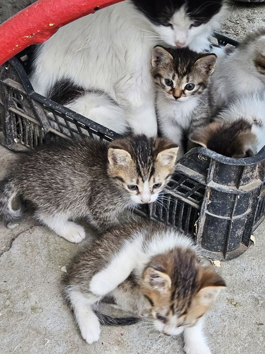 Vând șobolani.     5 pisoiași minunați, sănătoși, 50 de lei bucata, negociabil.