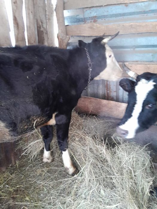 Продаются коровы доиные и телята