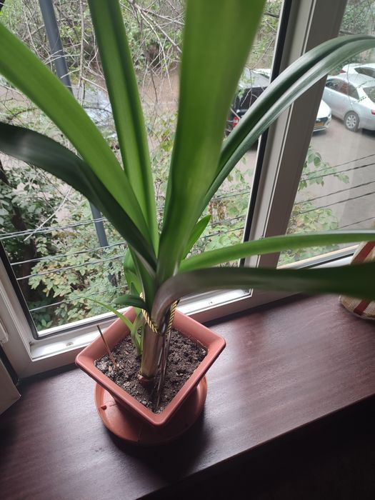 Продам комнатные цветы