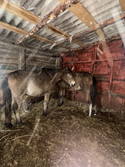 Жылкы тай откорм