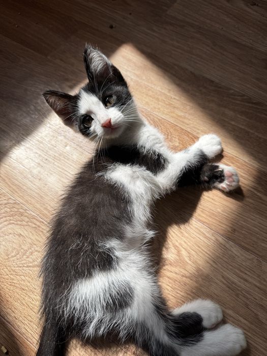 Активный котенок