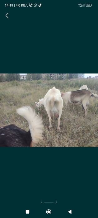 Продам Альпийскую козу