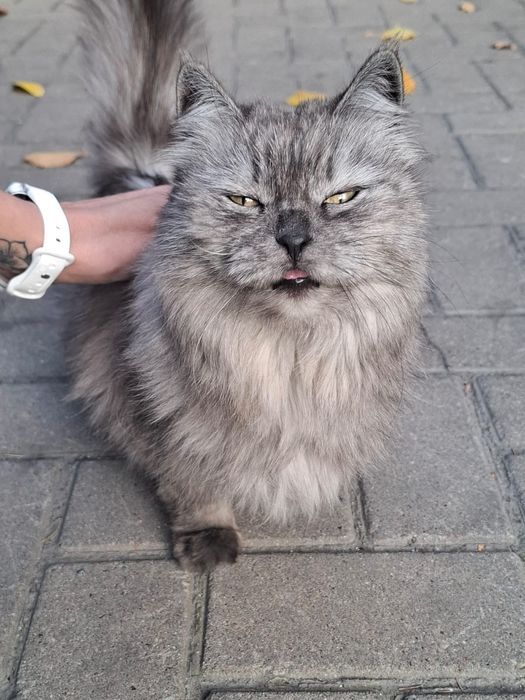 Отдаётся кошка только в надёжные руки