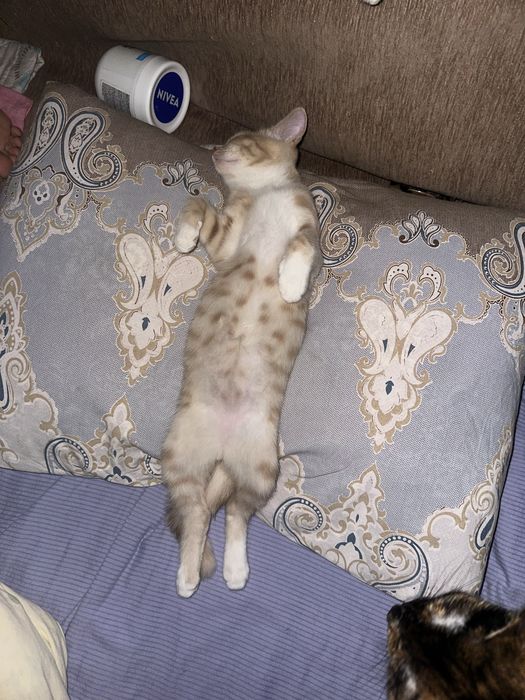 Котенок мальчик в хорошое руки