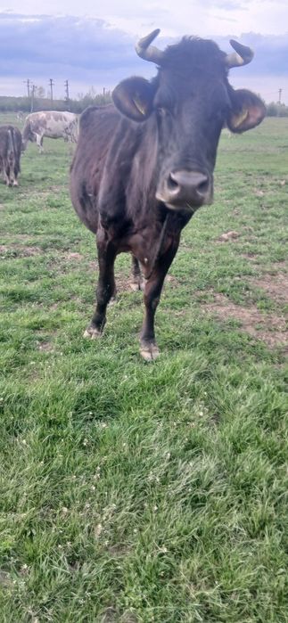 Vaca de vânzare forte bună de lapte
