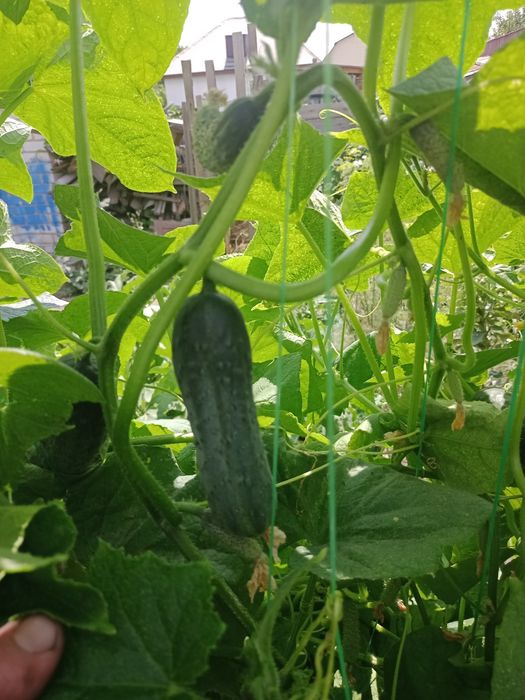 Продам огурцы и помидоры