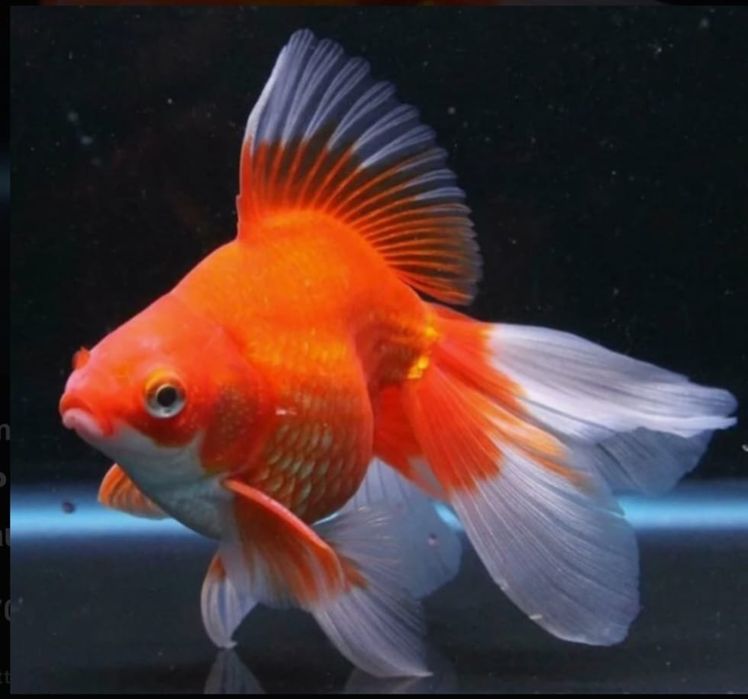 Мирные рыбки для акварюма