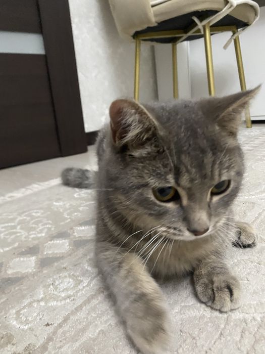 6-7 месячный котенок