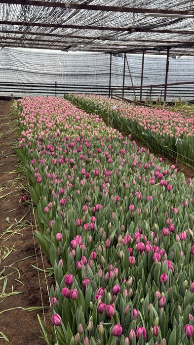 Тюльпаны оптом договоримся