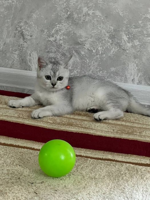 Котёнок серибристая британ шиншила