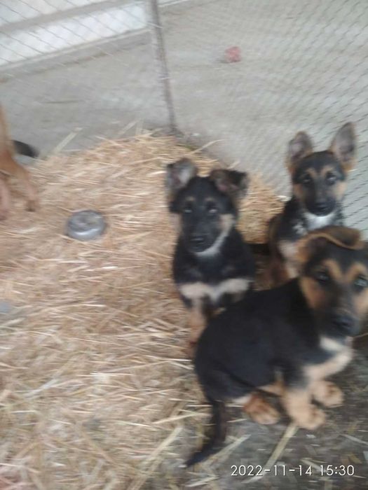 Щенки восточноевропейской овчарки