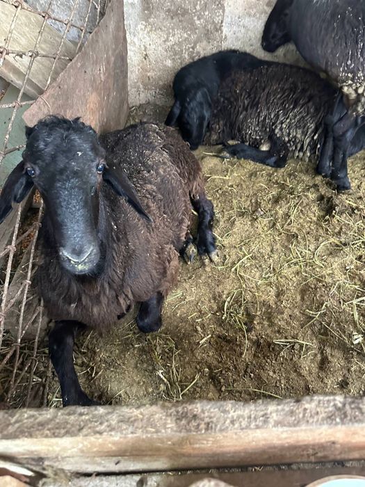 Jojalar onanizm va cum yaqindan