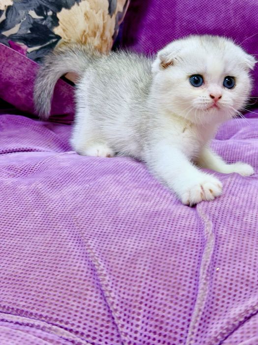 Шотланский Скоттиш Фолд! Шиншилла Серебро!