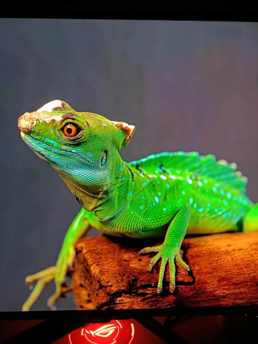 Монитор OLED ASUS PG32UCDMR 32” 4k