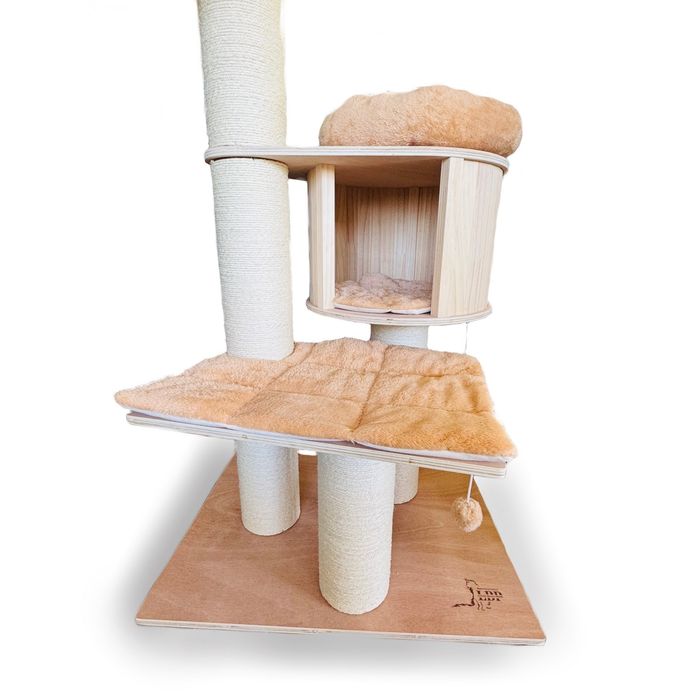 Голяма котешка катерушка - Мейн Куун