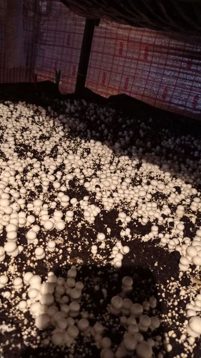 Шампиньон бизнесини ургатамз кампост митцелй хамаси бор