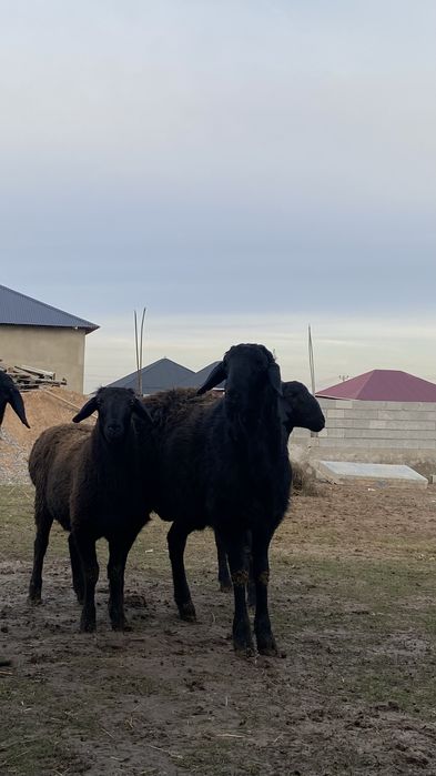 1жасар қошқарлар бар